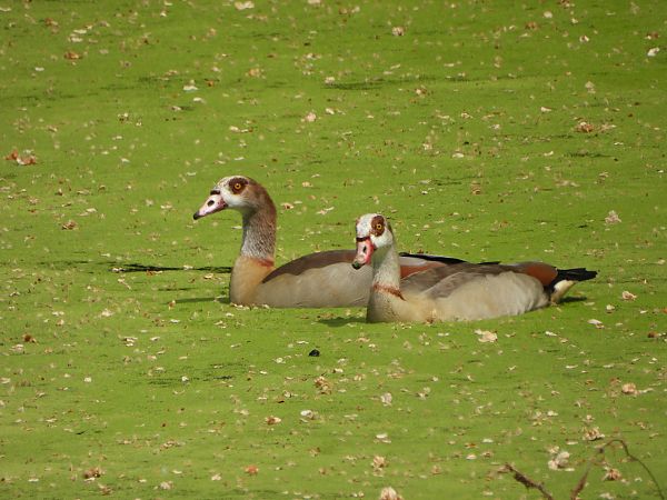 Oca egípcia  - Miquel Pons
