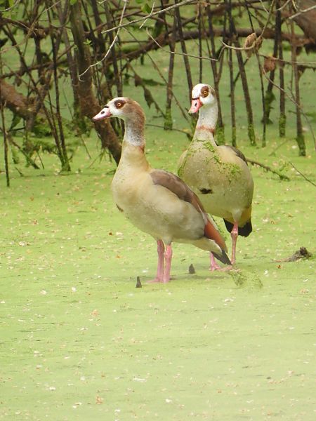 Oca egípcia  - Miquel Pons
