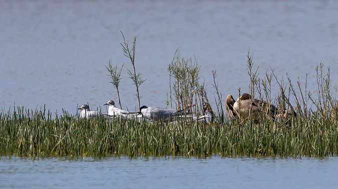 Gavina menuda  - Jordi Romaguera Güell
