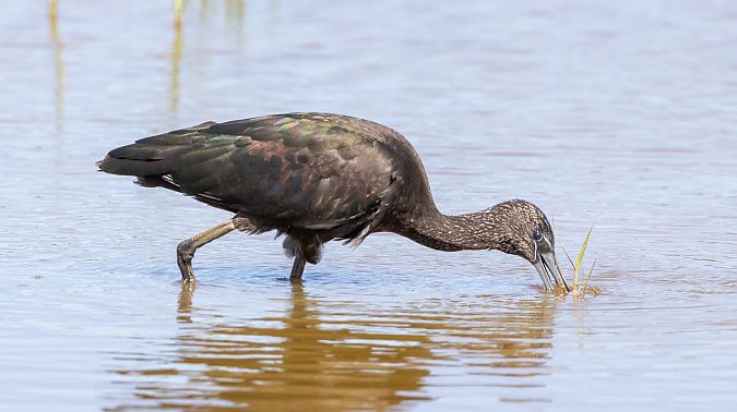 Capó reial  - Jordi Romaguera Güell