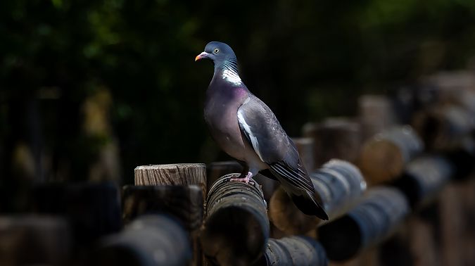 Tudó  - Jordi Romaguera Güell