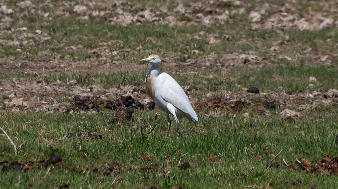 Esplugabous  - Jordi Romaguera Güell