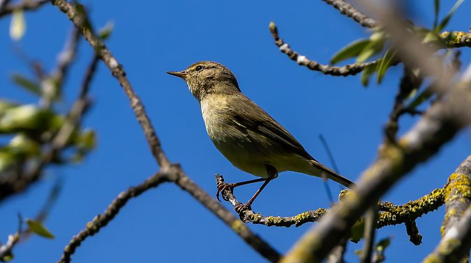 Mosquiter comú  - Jordi Romaguera Güell