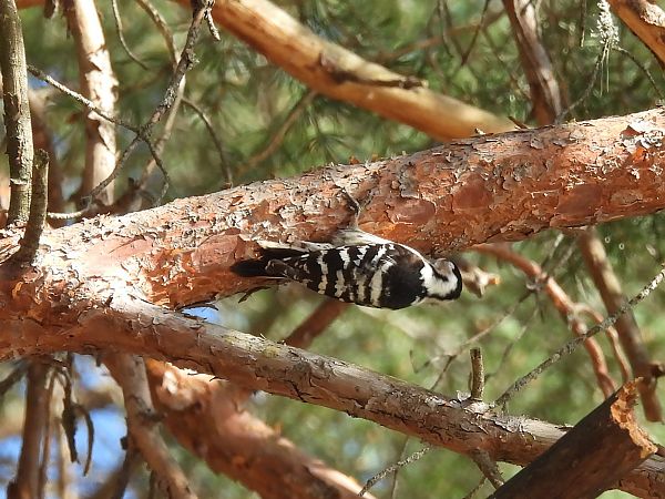 Picot garser petit  - Ana Vega Sagredo