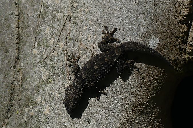 Dragó comú  - Lourdes Torres Montoliu