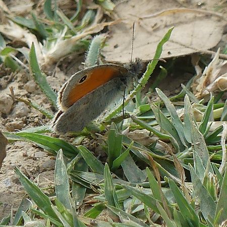 Lleonada comuna  - Lourdes Torres Montoliu