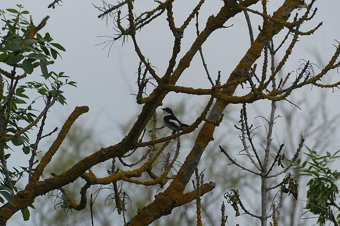 Mastegatatxes  - Lourdes Torres Montoliu