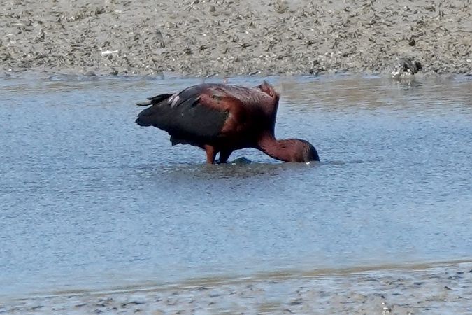 Capó reial  - Raül Miralta Gamisans