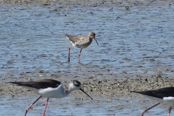 Gamba roja vulgar  - Raül Miralta Gamisans