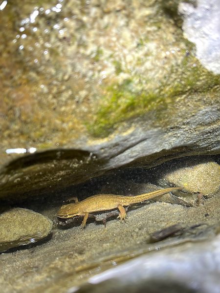 Tritó palmat  - Joseph Grosse