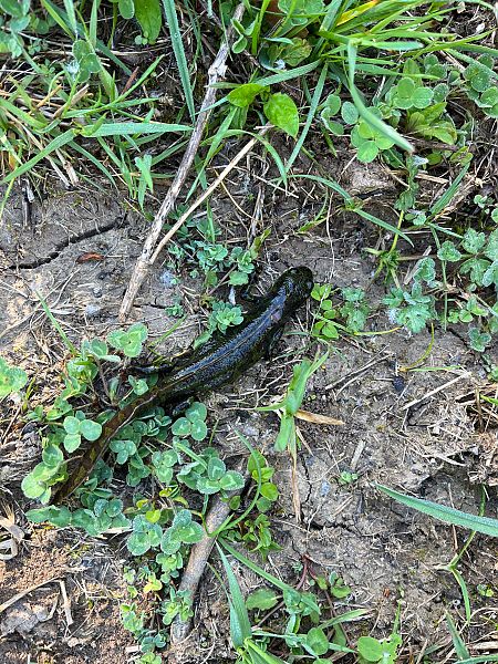 Tritó verd  - Joseph Grosse