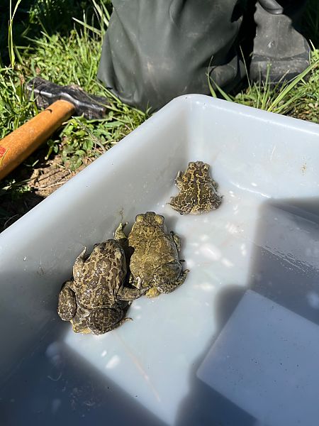 Gripau d'esperons  - Joseph Grosse