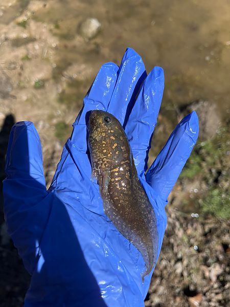 Gripau d'esperons  - Joseph Grosse