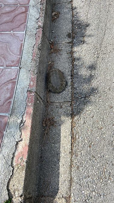 Tortuga de rierol  - anònim