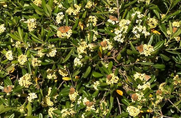 Migradora dels cards 