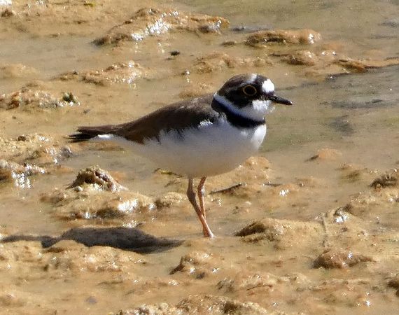 Corriol petit  - Josep Maria Solé Molins