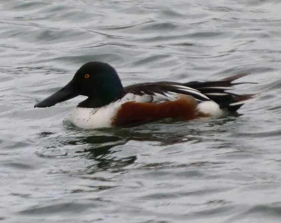 Ànec cullerot  - Josep Maria Solé Molins