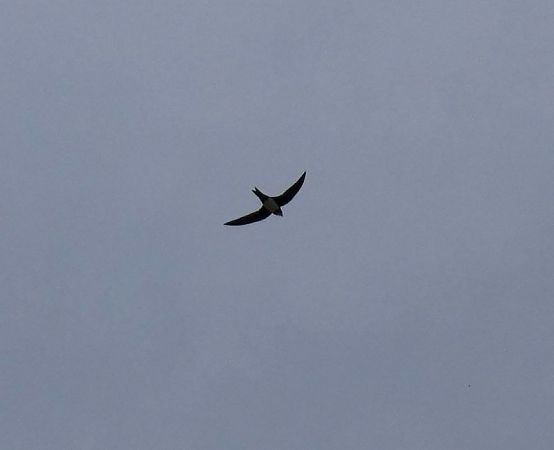 Ballester  - Josep Maria Solé Molins