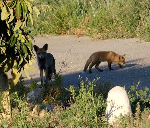 Guineu, guilla  - Josep Maria Solé Molins