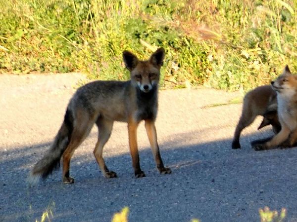 Guineu, guilla  - Josep Maria Solé Molins