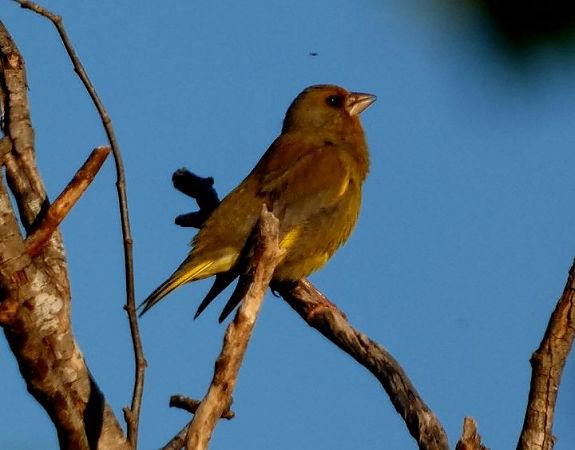Verdum  - Josep Maria Solé Molins