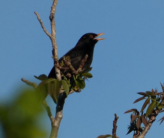 Merla  - Josep Maria Solé Molins
