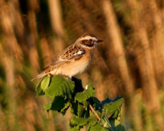 Tarier des prés  - Josep Maria Solé Molins