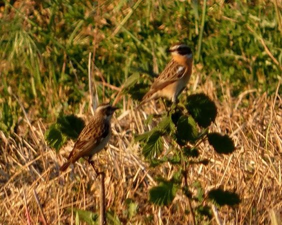 Bitxac rogenc  - Josep Maria Solé Molins