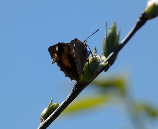 Papallona del lledoner  - Josep Maria Solé Molins