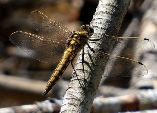 Parot cuanegre  - Josep Maria Solé Molins