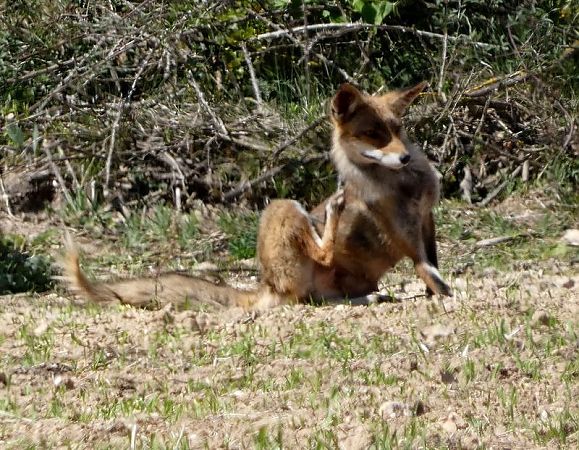 Guineu, guilla  - Josep Maria Solé Molins