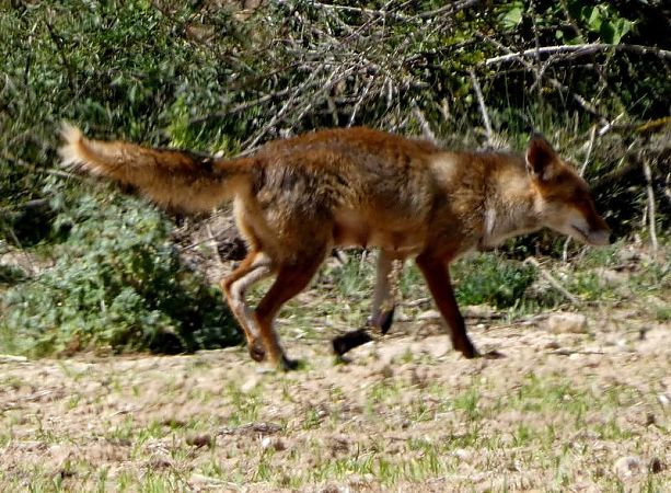 Guineu, guilla  - Josep Maria Solé Molins