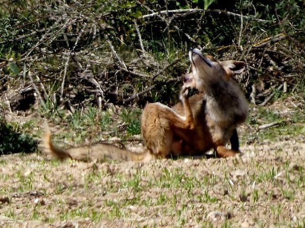 Guineu, guilla  - Josep Maria Solé Molins