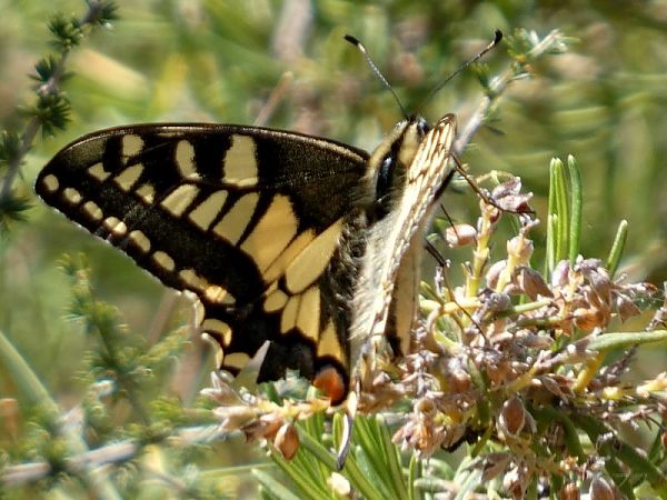 Papallona reina  - Josep Maria Solé Molins