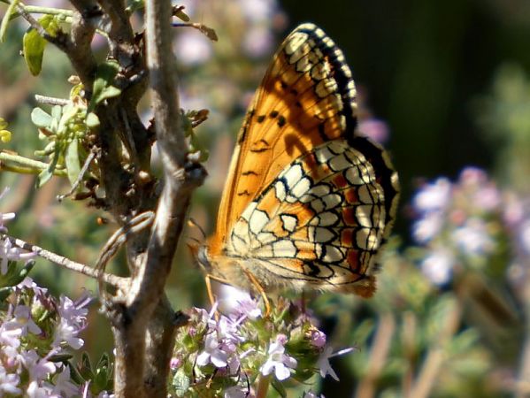 Damer dels conillets  - Josep Maria Solé Molins