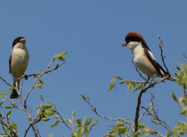 Capsigrany  - Josep Maria Solé Molins