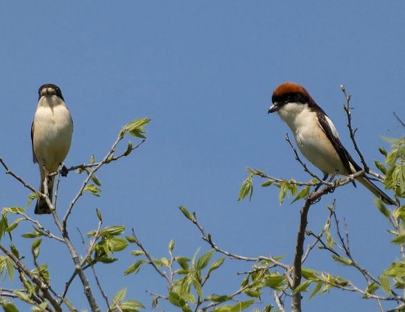 Capsigrany  - Josep Maria Solé Molins