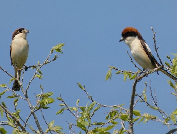 Capsigrany  - Josep Maria Solé Molins