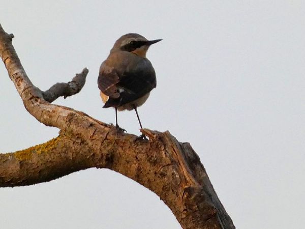 Còlit gris  - Josep Maria Solé Molins