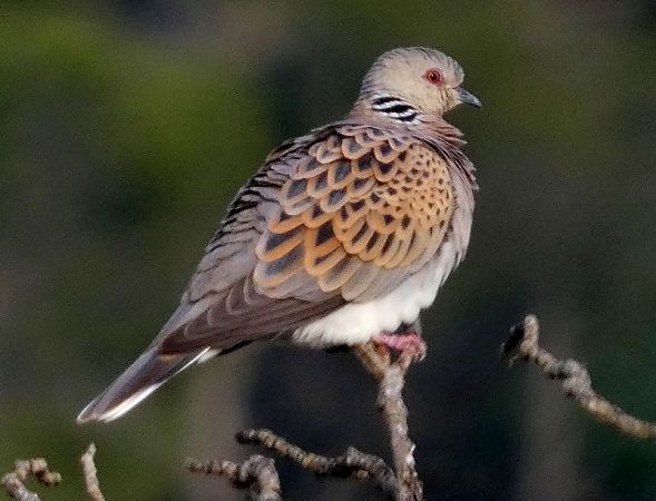 Tórtora  - Josep Maria Solé Molins
