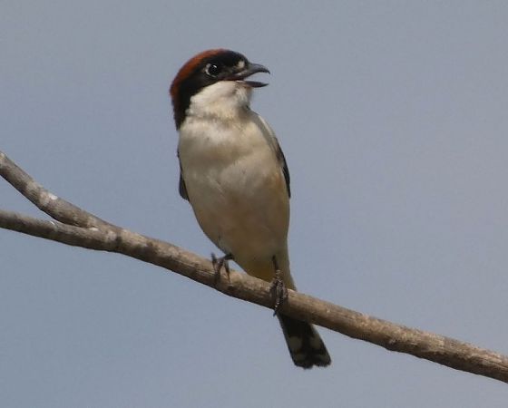 Capsigrany  - Josep Maria Solé Molins