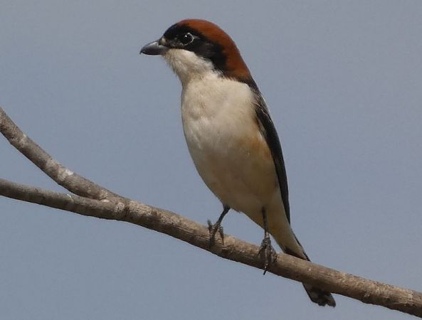 Capsigrany  - Josep Maria Solé Molins