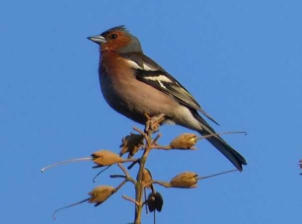Pinsà comú  - Josep Maria Solé Molins