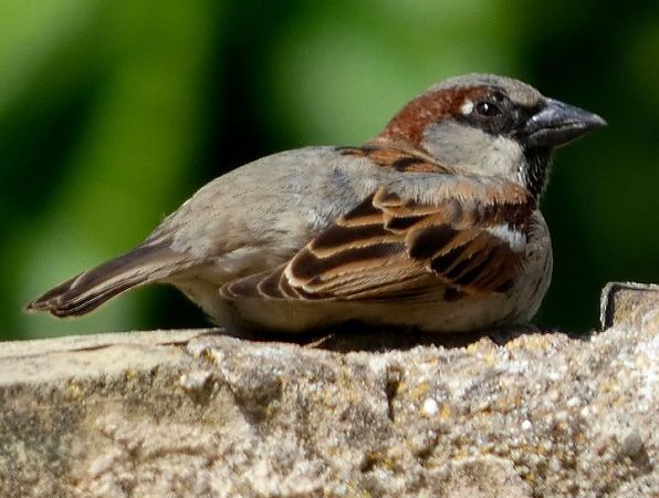 Pardal comú  - Josep Maria Solé Molins