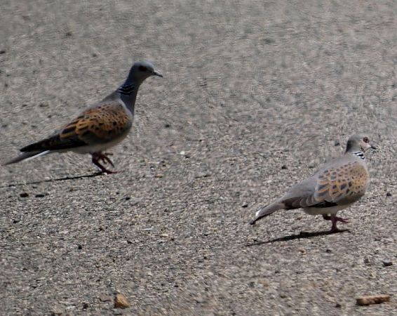 Tórtora  - Josep Maria Solé Molins