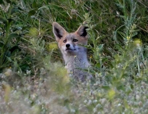 Guineu, guilla  - Josep Maria Solé Molins