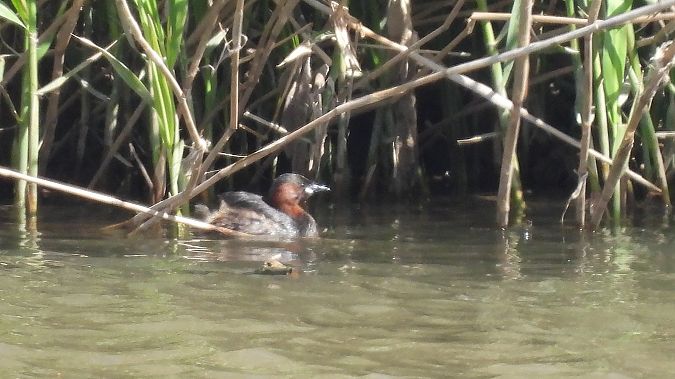 Cabusset  - Paco Torres