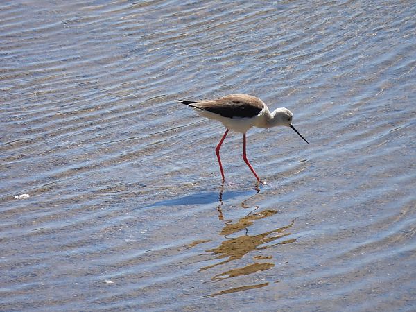 Cames llargues  - Paco Torres