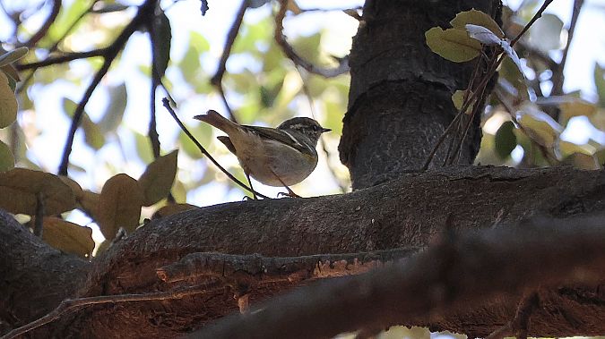 Mosquiter reietó  - Paco Torres