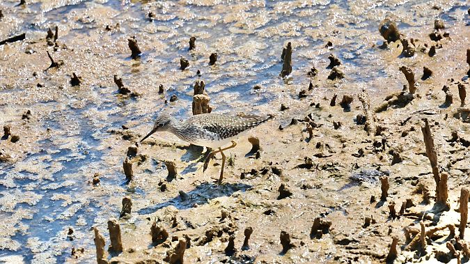 Gamba groga petita  - Paco Torres